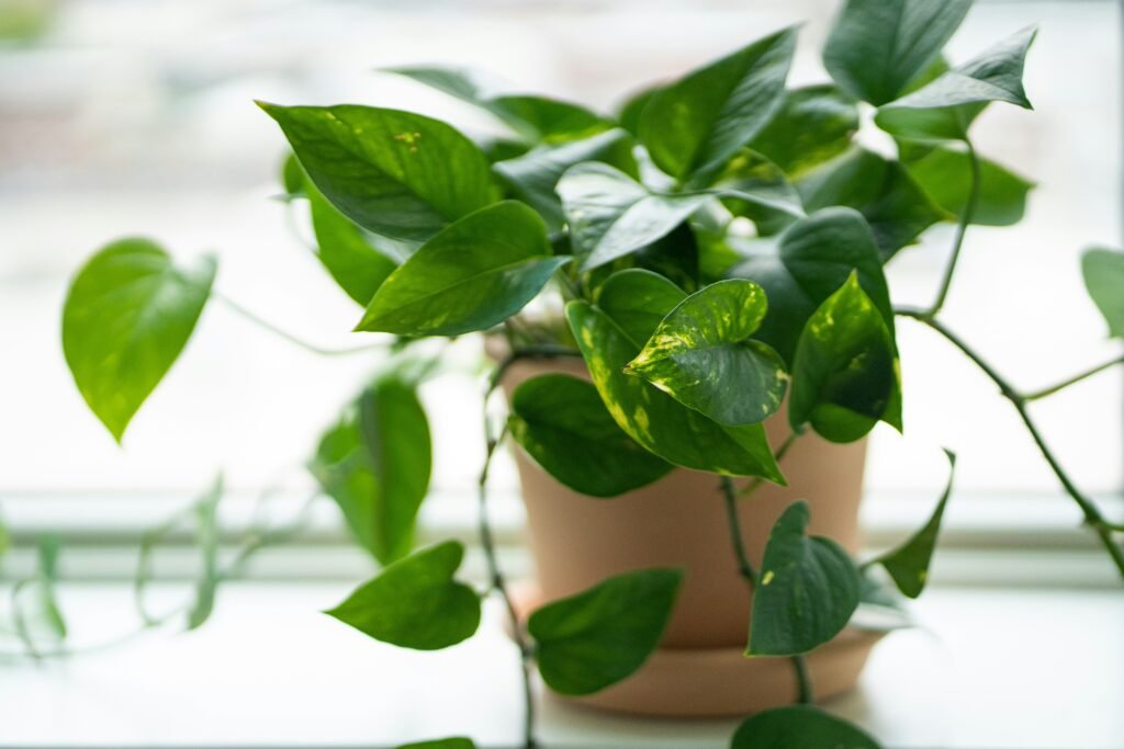a Pothos plant in a vase