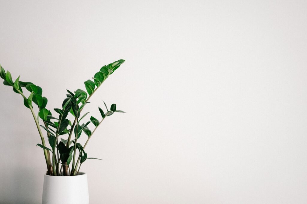 a zz plant in a vase 