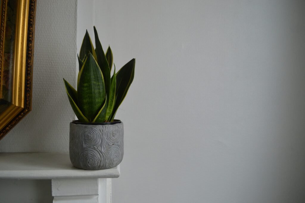 a snake plant in a vase