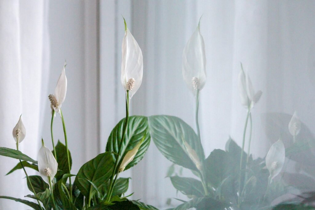 a peace lily plant