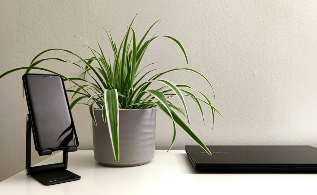 a spider plant in a vase 